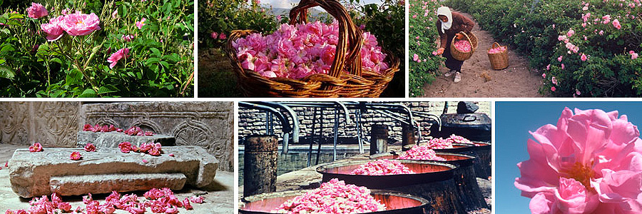 persian-rose-image1